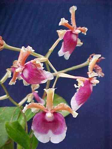 Miltonioides warscewiczii 